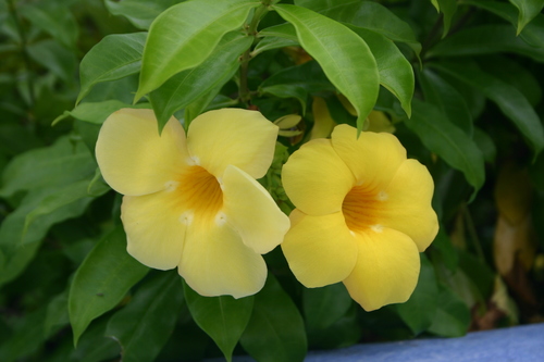 Golden Trumpet