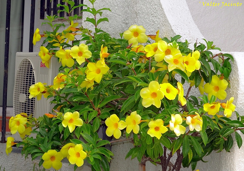 Golden Trumpet