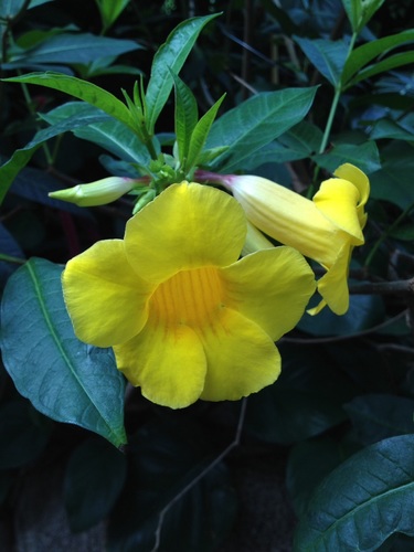 Golden Trumpet