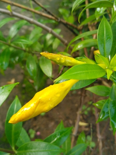 Golden Trumpet