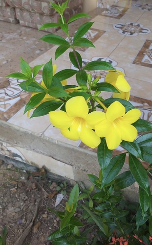 Golden Trumpet