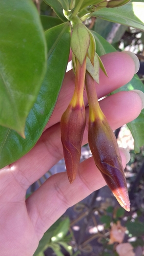 Golden Trumpet
