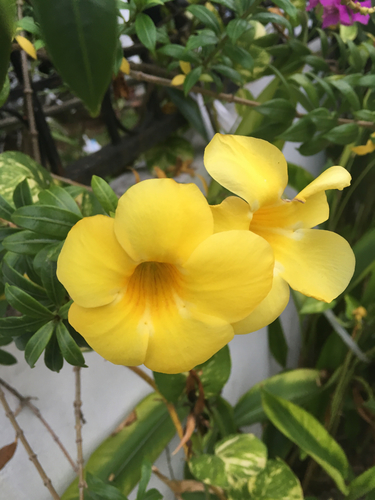 Golden Trumpet