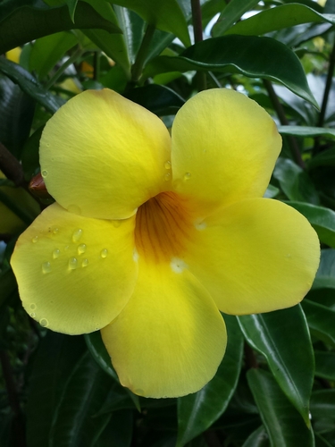 Golden Trumpet