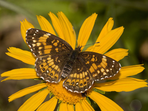 Silvery Checkerspot