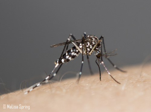 Asian Tiger Mosquito