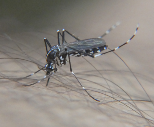 Asian Tiger Mosquito