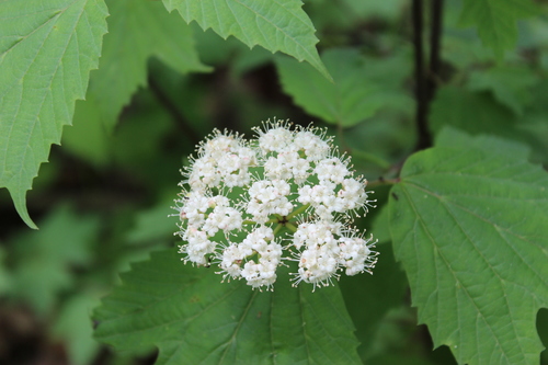 mapleleaf viburnum