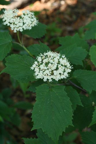 mapleleaf viburnum