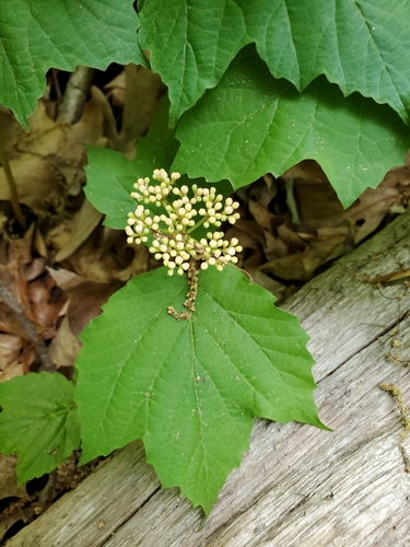 mapleleaf viburnum