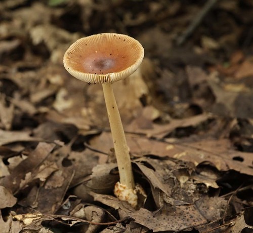 Tawny Grisette