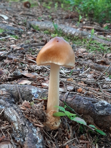 Tawny Grisette