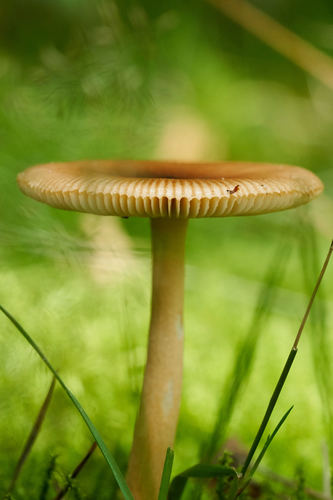 Tawny Grisette