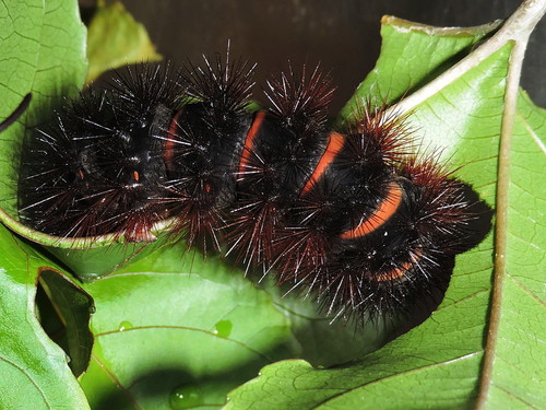 Giant Leopard Moth