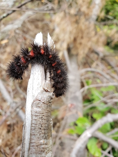 Giant Leopard Moth