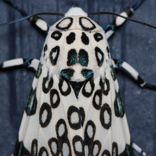 Giant Leopard Moth