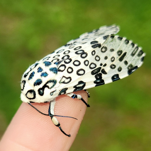 Giant Leopard Moth