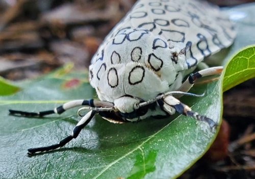 Giant Leopard Moth