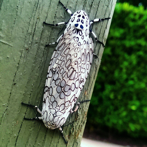 Giant Leopard Moth