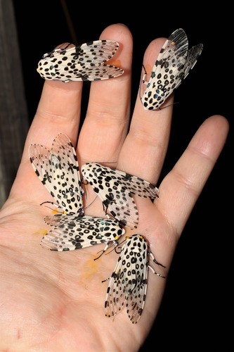 Giant Leopard Moth