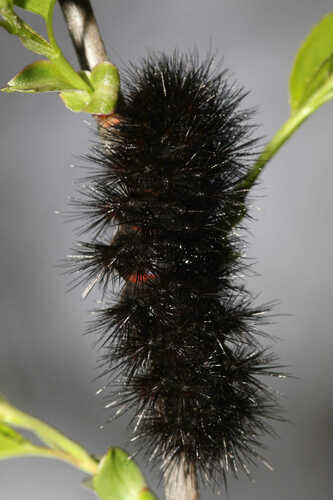 Giant Leopard Moth