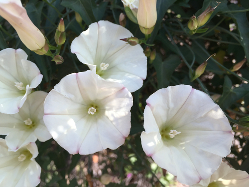 coast morning glory