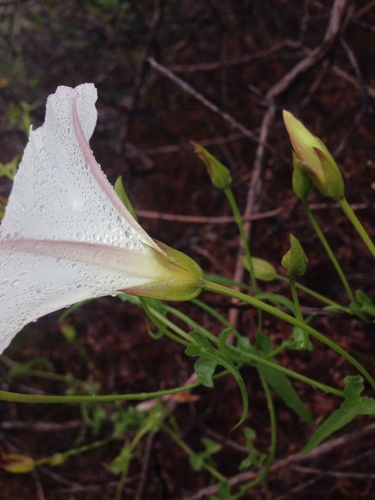 coast morning glory
