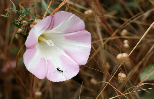 coast morning glory