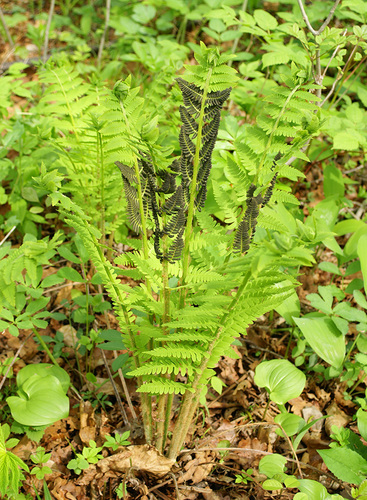 interrupted fern