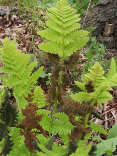 interrupted fern
