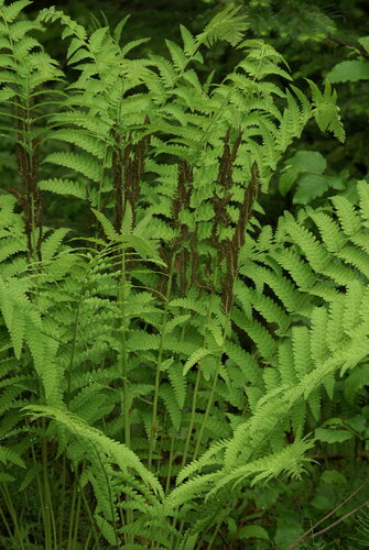 interrupted fern
