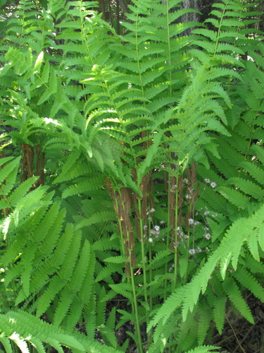 interrupted fern