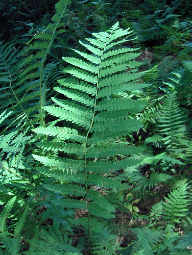 interrupted fern