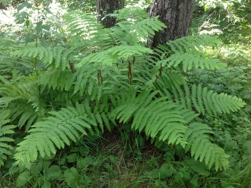 interrupted fern