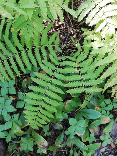 interrupted fern
