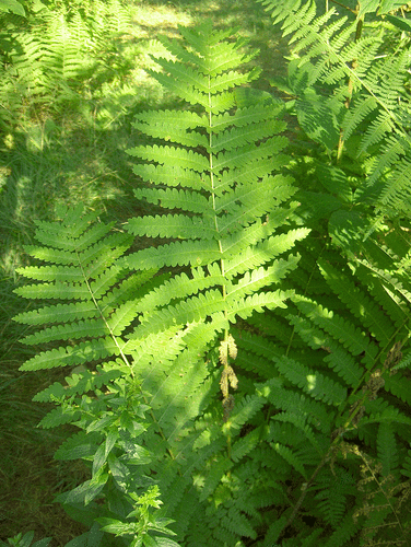 interrupted fern