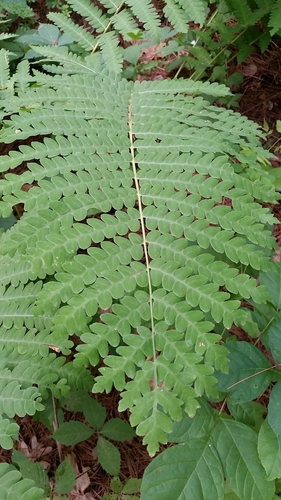 interrupted fern