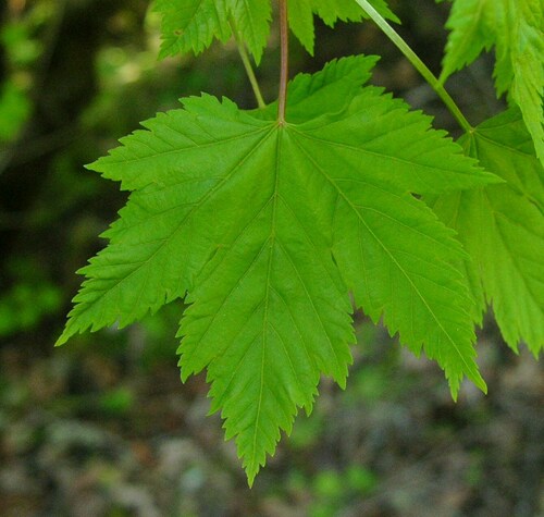 Rocky Mountain maple