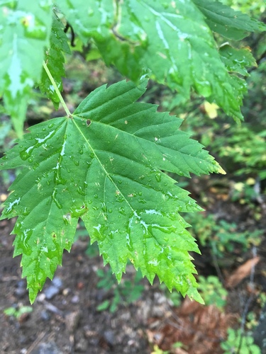 Rocky Mountain maple