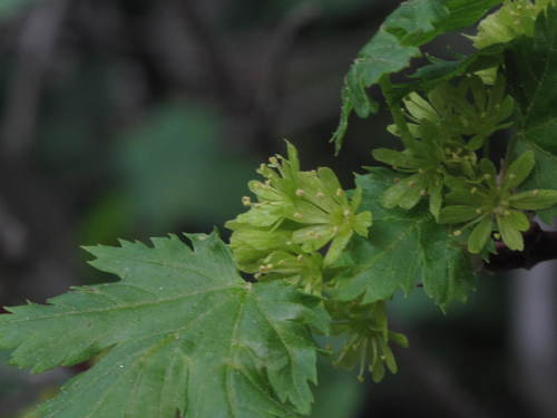 Rocky Mountain maple