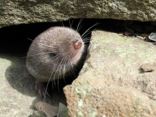 Northern Short-tailed Shrew