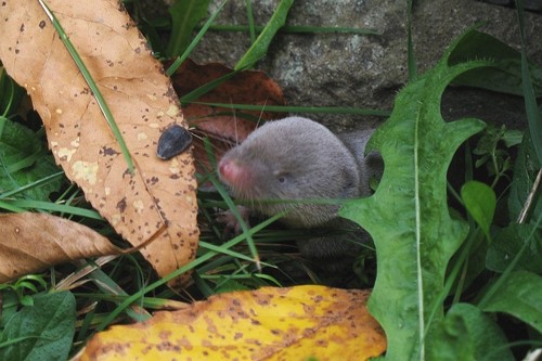 Northern Short-tailed Shrew
