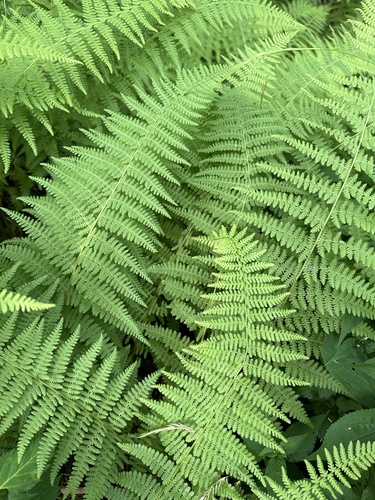 hay-scented fern