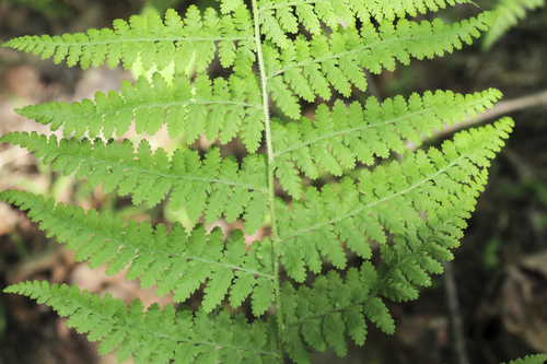 hay-scented fern