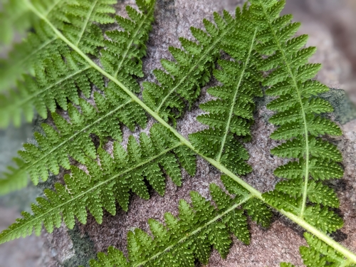 hay-scented fern