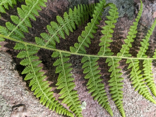 hay-scented fern
