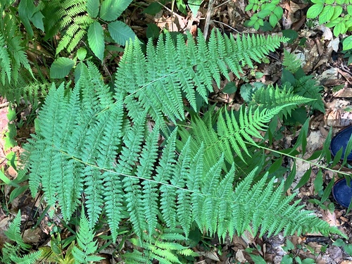 hay-scented fern