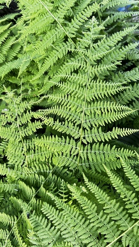 hay-scented fern
