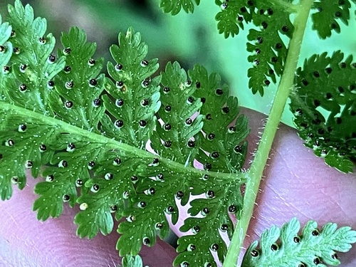 hay-scented fern