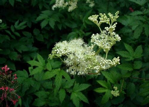 Meadowsweet